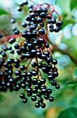 SAMBUCUS NIGRA, ELDER