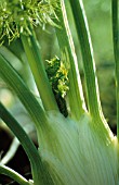 FOENICULUM VULGARE AZORICUM, FENNEL BULB, FLORENCE FENNEL