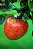 MALUS DOMESTICA ‘ELLISON’S ORANGE’, APPLE