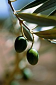 OLEA EUROPEA, OLIVE