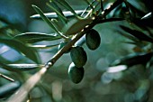 OLEA EUROPEA, OLIVE