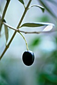 OLEA EUROPEA, OLIVE