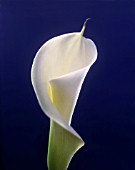 ZANTEDESCHIA AETHIOPICA