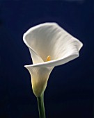 ZANTEDESCHIA AETHIOPICA