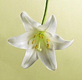 LILIUM LONGIFLORUM