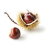 CASTANEA SATIVA, SWEET CHESTNUT