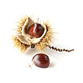 CASTANEA SATIVA, SWEET CHESTNUT