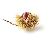 CASTANEA SATIVA, SWEET CHESTNUT