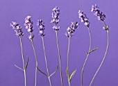 LAVANDULA AUGUSTIFOLIA, LAVENDER