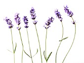 LAVANDULA AUGUSTIFOLIA, LAVENDER