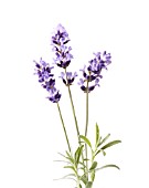 LAVANDULA AUGUSTIFOLIA, LAVENDER