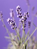 LAVANDULA AUGUSTIFOLIA, LAVENDER