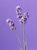 LAVANDULA AUGUSTIFOLIA, LAVENDER