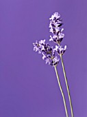 LAVANDULA AUGUSTIFOLIA, LAVENDER