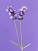 LAVANDULA AUGUSTIFOLIA, LAVENDER