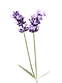 LAVANDULA AUGUSTIFOLIA, LAVENDER