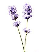 LAVANDULA AUGUSTIFOLIA, LAVENDER