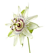 PASSIFLORA CAERULEA, PASSION FLOWER