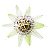 PASSIFLORA CAERULEA, PASSION FLOWER