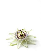 PASSIFLORA CAERULEA, PASSION FLOWER