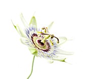 PASSIFLORA CAERULEA, PASSION FLOWER