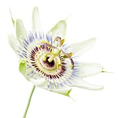 PASSIFLORA CAERULEA, PASSION FLOWER