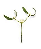 VISCUM ALBUM, MISTLETOE