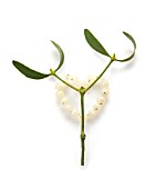 VISCUM ALBUM, MISTLETOE