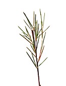 ASPALATHUS LINEARIS, (ROOIBOS, REDBUSH)