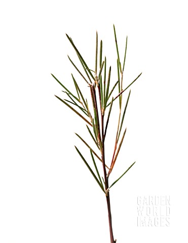 ASPALATHUS_LINEARIS_ROOIBOS_REDBUSH