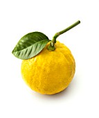 CITRUS BERGAMIA, BERGAMOT - CITRUS