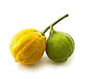 CITRUS BERGAMIA, BERGAMOT - CITRUS