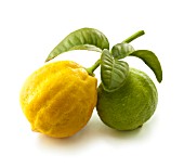 CITRUS BERGAMIA, BERGAMOT - CITRUS