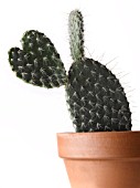 CACTUS, CACTUS