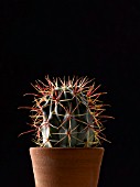 CACTUS, CACTUS
