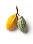 THEOBROMA CACAO, COCOA BEAN