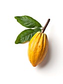 THEOBROMA CACAO, COCOA BEAN