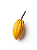 THEOBROMA CACAO, COCOA BEAN