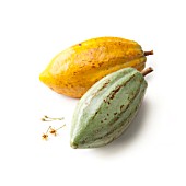 THEOBROMA CACAO, COCOA BEAN