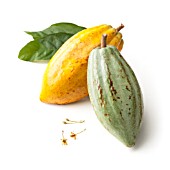 THEOBROMA CACAO, COCOA BEAN