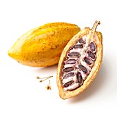 THEOBROMA CACAO, COCOA BEAN