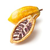 THEOBROMA CACAO, COCOA BEAN