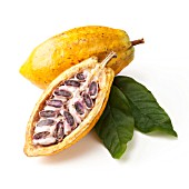 THEOBROMA CACAO, COCOA BEAN