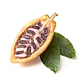 THEOBROMA CACAO, COCOA BEAN