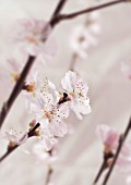 PRUNUS DULCIS, ALMOND