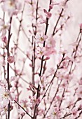 PRUNUS DULCIS, ALMOND