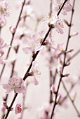 PRUNUS DULCIS, ALMOND