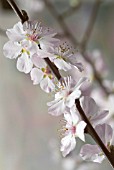 PRUNUS DULCIS, ALMOND