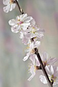 PRUNUS DULCIS, ALMOND