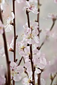 PRUNUS DULCIS, ALMOND